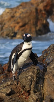 African Penguin